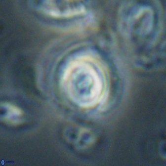 Toweius gephyra 59801