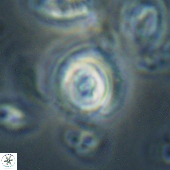 Toweius gephyra 59801