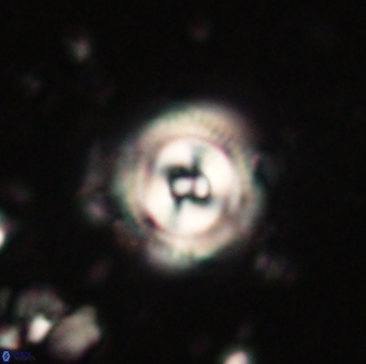 Toweius gephyra 59804