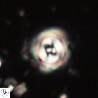 Toweius gephyra 59804