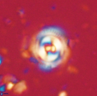 Toweius gephyra 59805