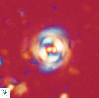 Toweius gephyra 59805