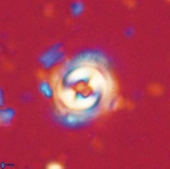 Toweius gephyra 59806