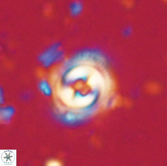 Toweius gephyra 59806