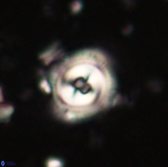Toweius gephyra 59807