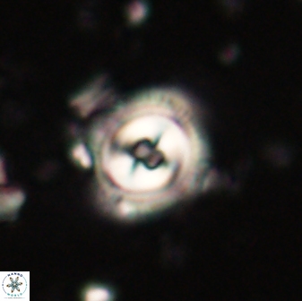 Toweius gephyra 59807