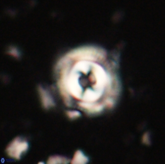 Toweius gephyra 59808