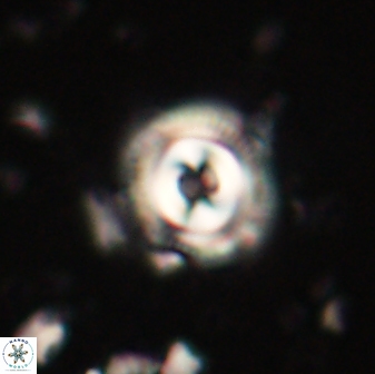 Toweius gephyra 59808