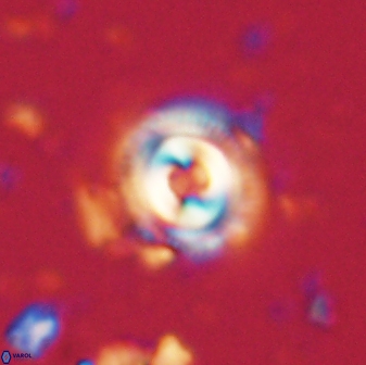 Toweius gephyra 59809