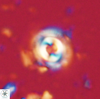 Toweius gephyra 59809