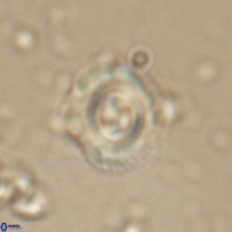 Toweius gephyra 59810