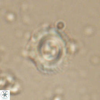 Toweius gephyra 59810