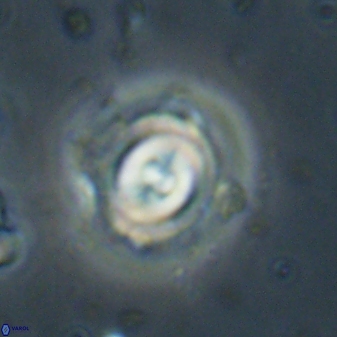 Toweius gephyra 59813