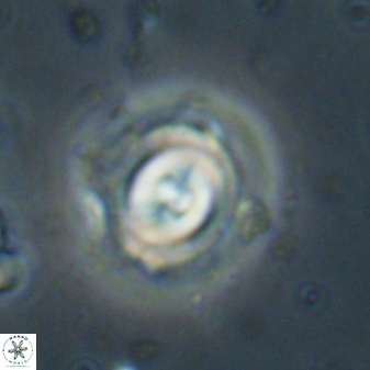 Toweius gephyra 59813