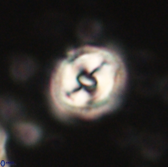 Toweius gephyra 59841