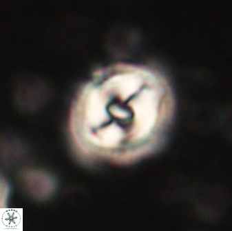 Toweius gephyra 59841