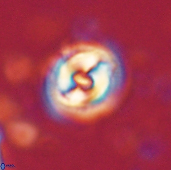 Toweius gephyra 59842