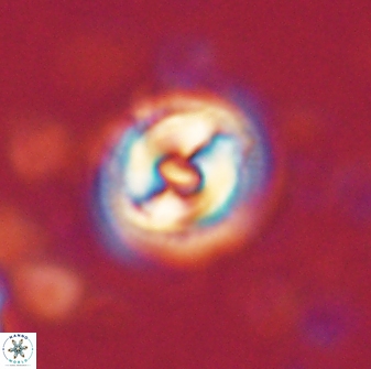 Toweius gephyra 59842
