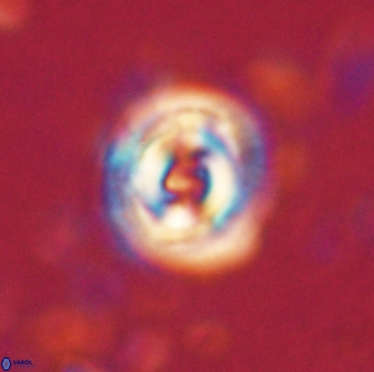 Toweius gephyra 59843