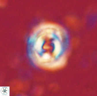 Toweius gephyra 59843