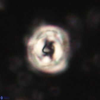 Toweius gephyra 59844