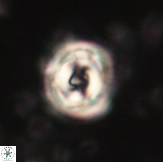 Toweius gephyra 59844
