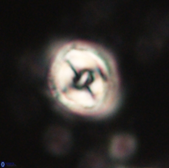 Toweius gephyra 59845