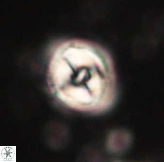 Toweius gephyra 59845