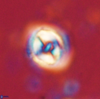 Toweius gephyra 59846