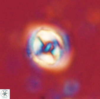 Toweius gephyra 59846