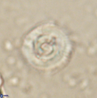 Toweius gephyra 59847