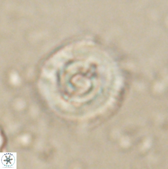 Toweius gephyra 59847