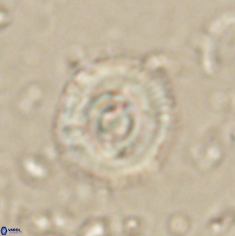Toweius gephyra 59848
