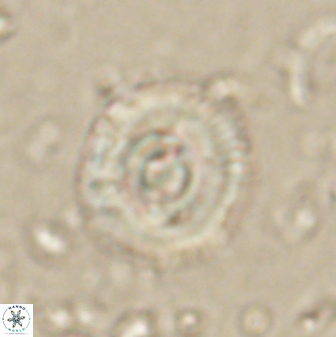 Toweius gephyra 59848