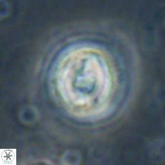 Toweius gephyra 59849
