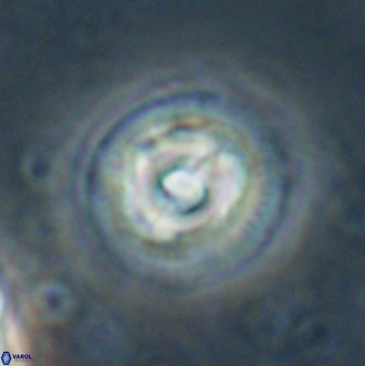 Toweius gephyra 59850