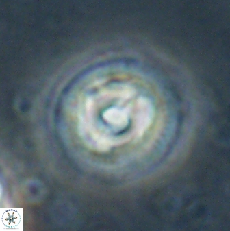 Toweius gephyra 59850