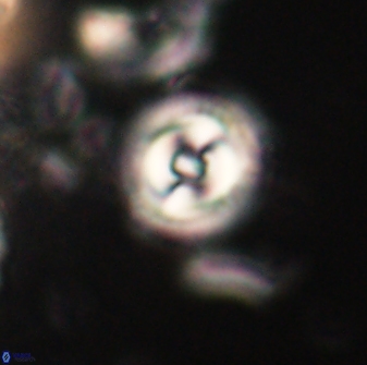 Toweius gephyra 59874