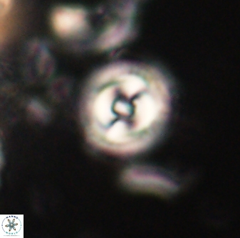 Toweius gephyra 59874