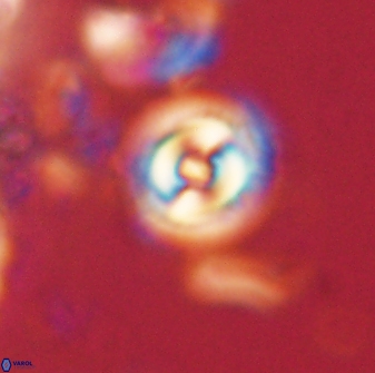 Toweius gephyra 59875