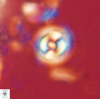 Toweius gephyra 59875