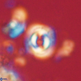 Toweius gephyra 59876