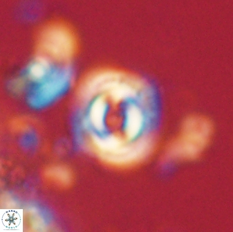 Toweius gephyra 59876