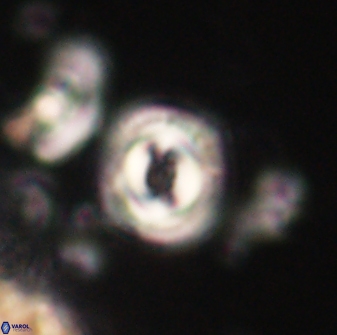 Toweius gephyra 59877