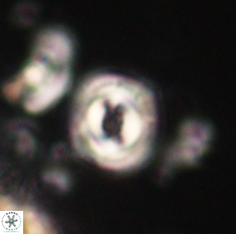 Toweius gephyra 59877