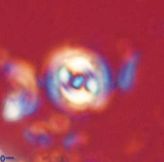 Toweius gephyra 59878