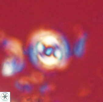 Toweius gephyra 59878
