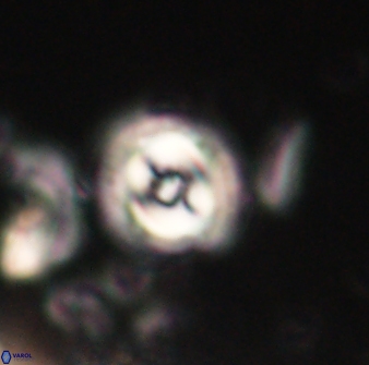 Toweius gephyra 59879