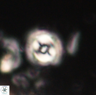 Toweius gephyra 59879
