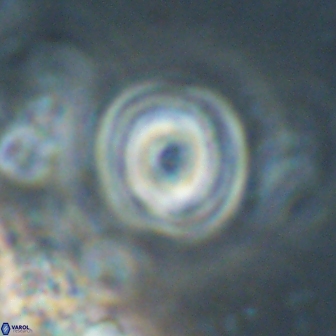 Toweius gephyra 59881